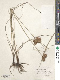 Cyperus pseudovegetus image