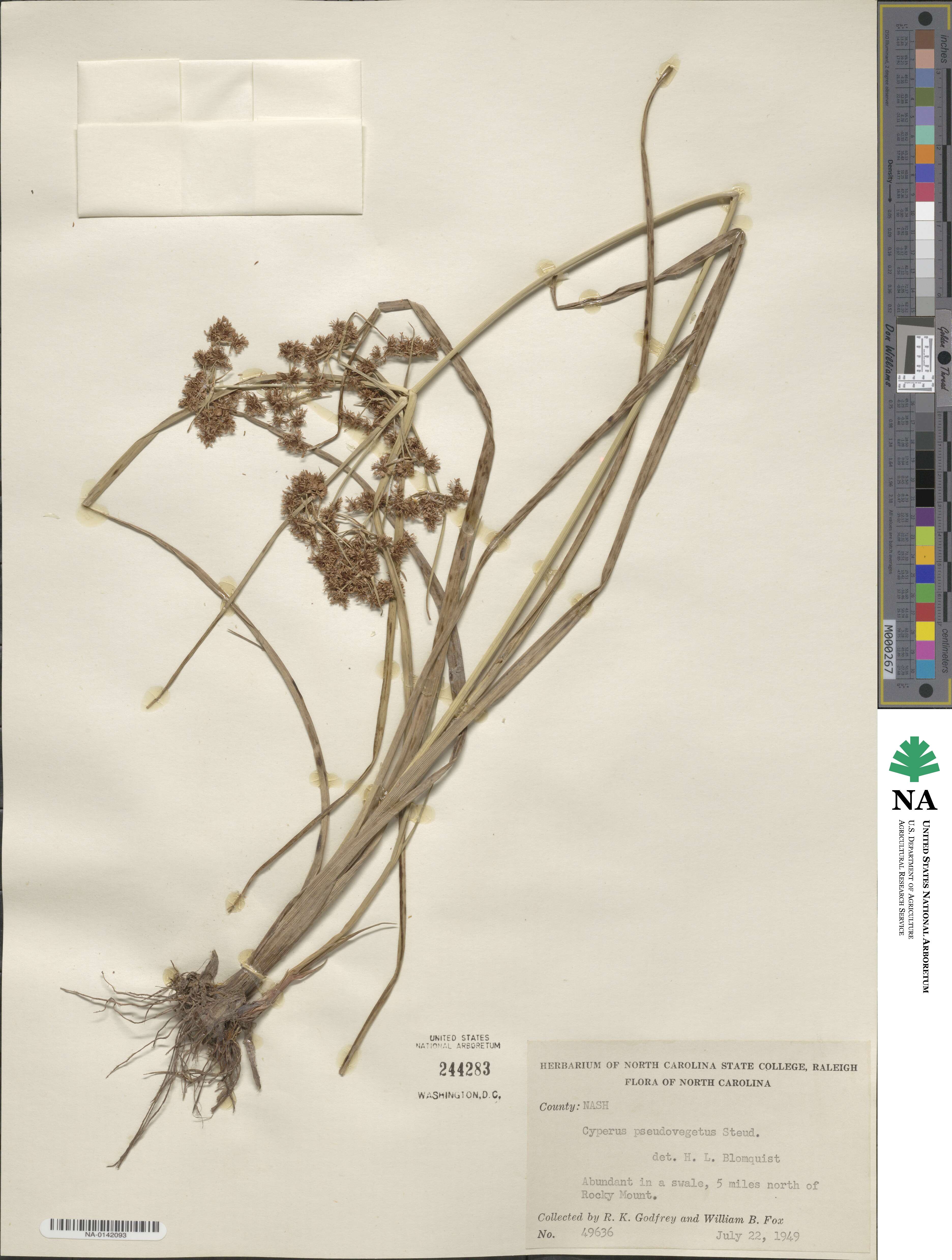 Cyperus pseudovegetus image