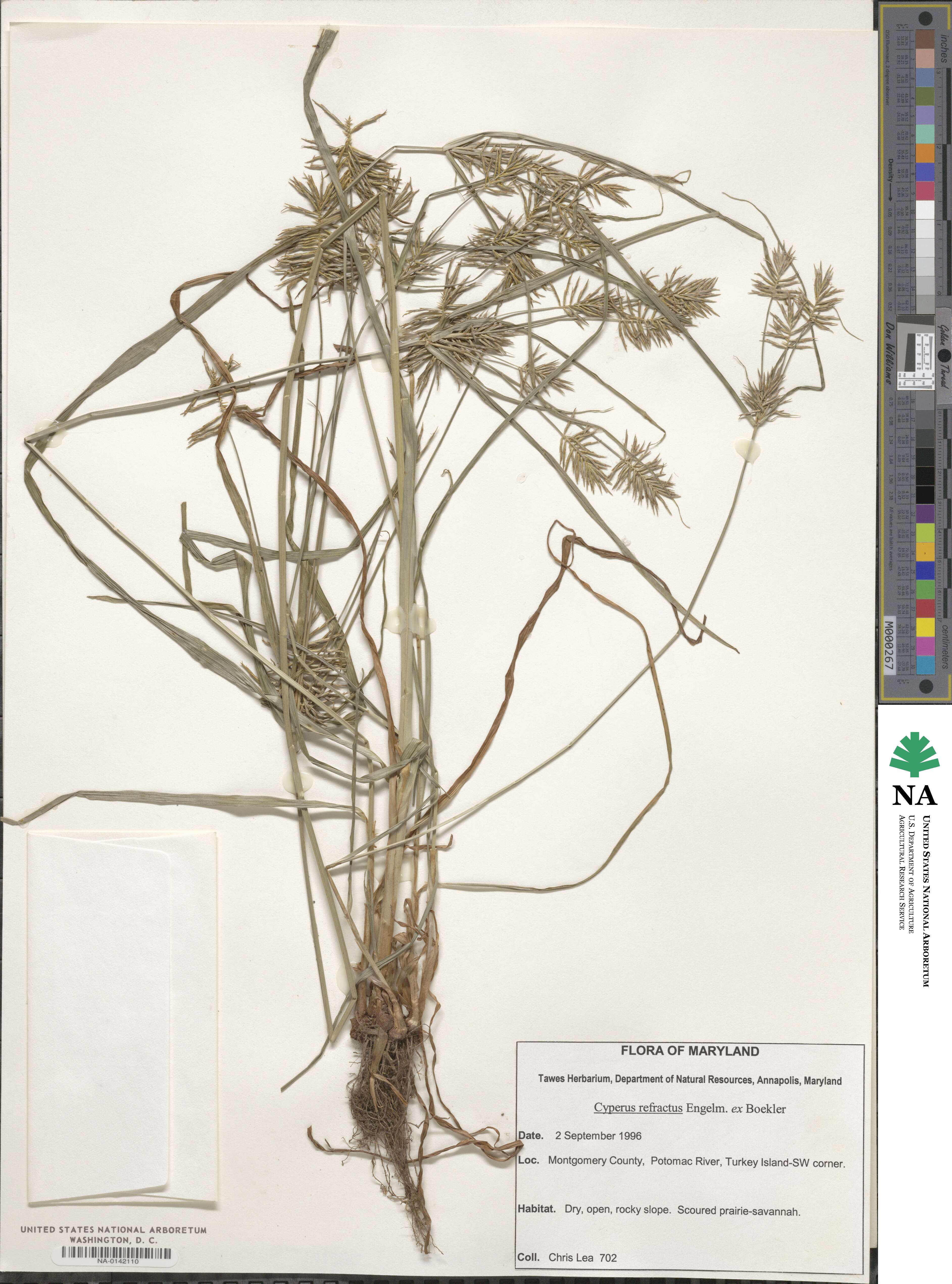 Cyperus refractus image