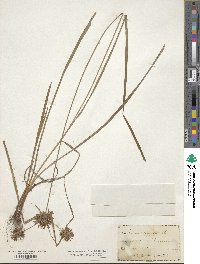 Cyperus refractus image