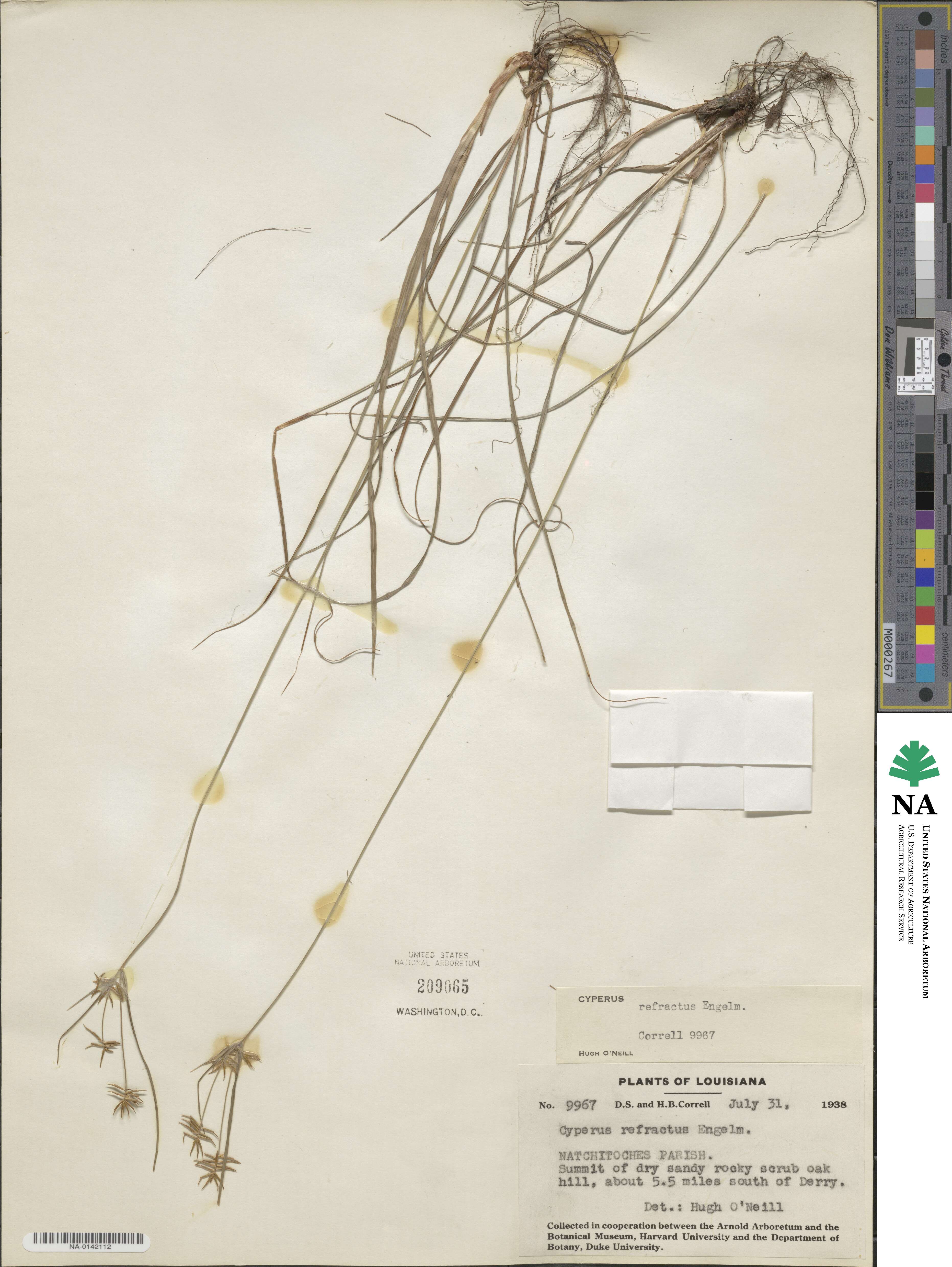 Cyperus refractus image