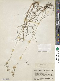 Cyperus refractus image