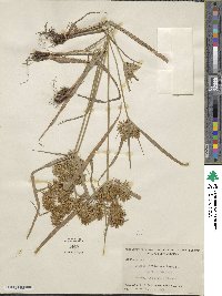 Cyperus refractus image