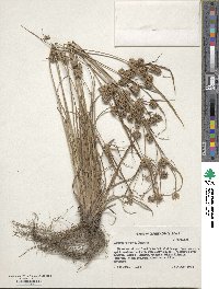 Cyperus retrorsus image