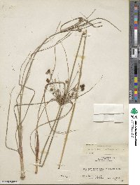 Cyperus retrorsus image