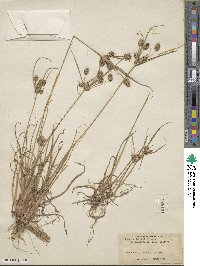 Cyperus retrorsus image