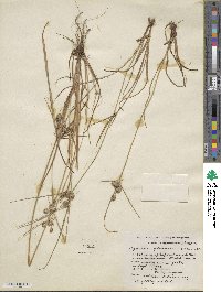 Cyperus retrorsus image