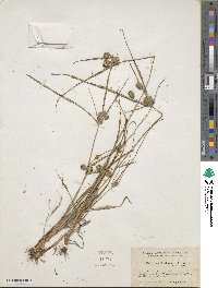 Cyperus retrorsus image