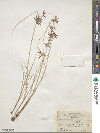 Cyperus rivularis image