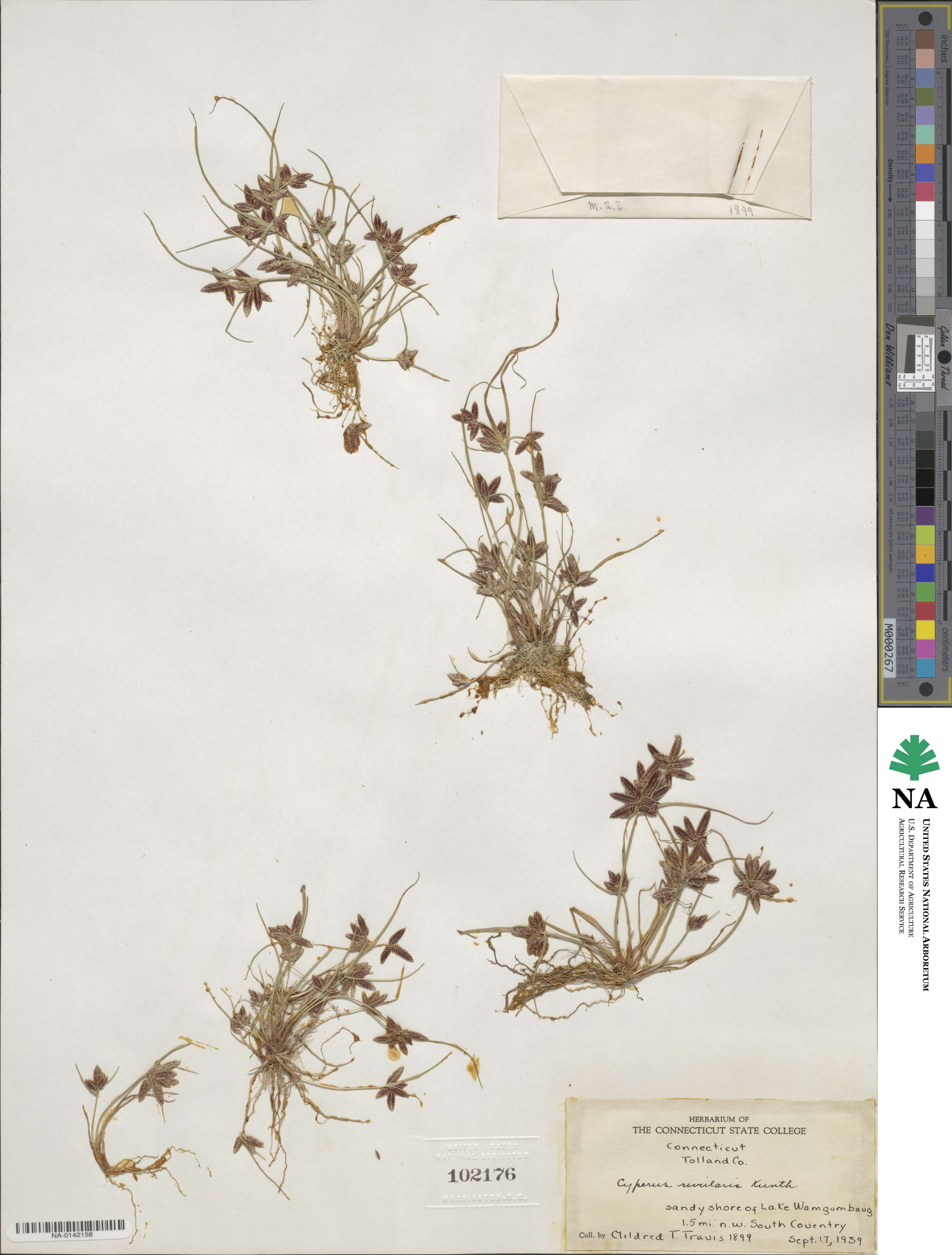 Cyperus rivularis image