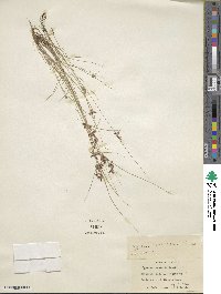 Cyperus rivularis image