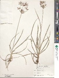 Cyperus rotundus image