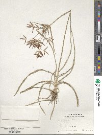 Cyperus rotundus image