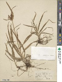 Cyperus rotundus image