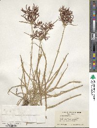 Cyperus rotundus image