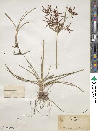 Cyperus rotundus image