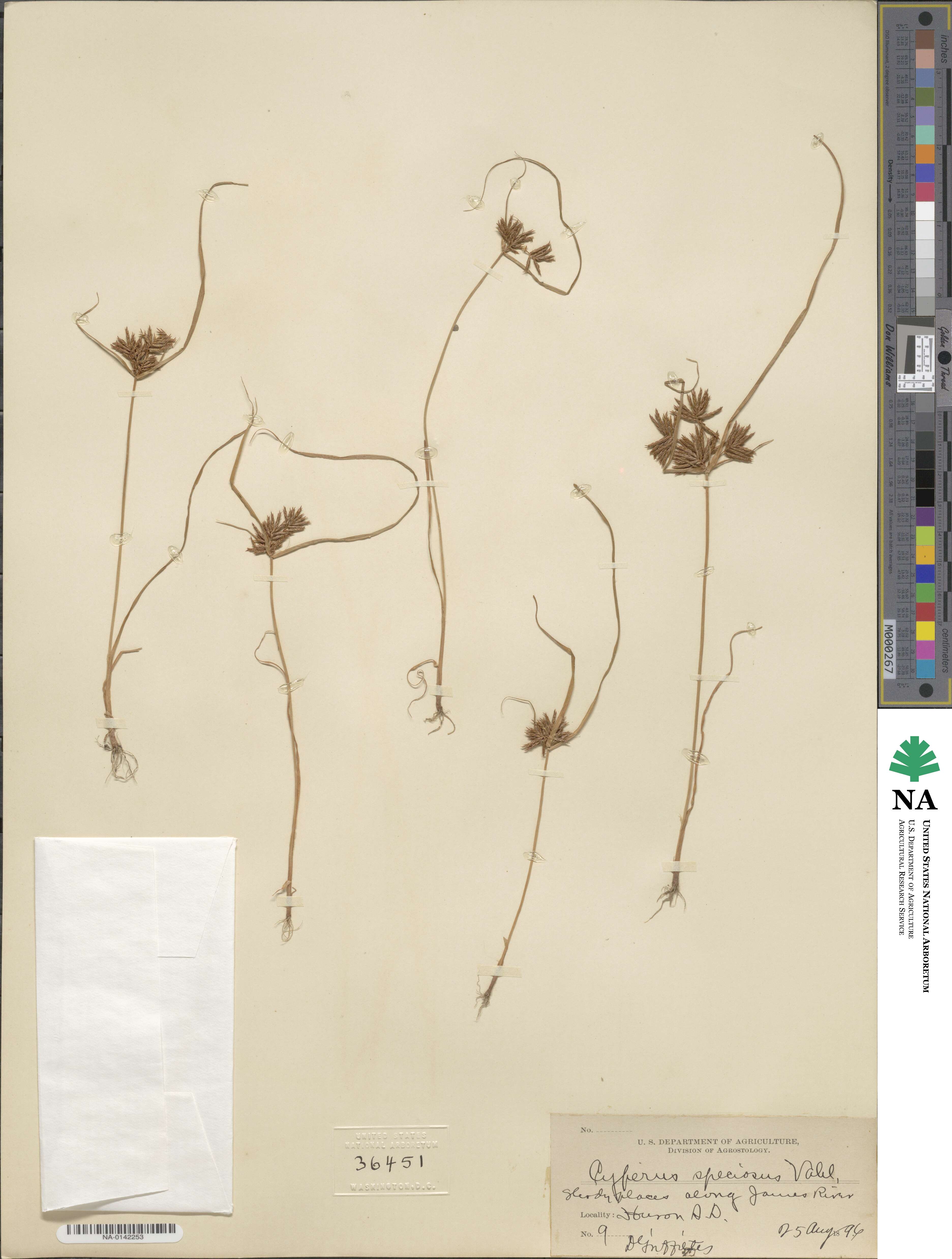 Cyperus speciosus image