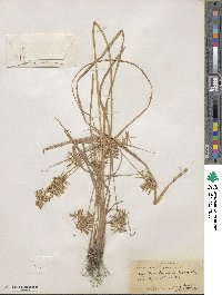 Cyperus strigosus image