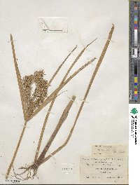 Cyperus strigosus image