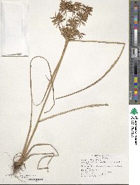 Cyperus strigosus image