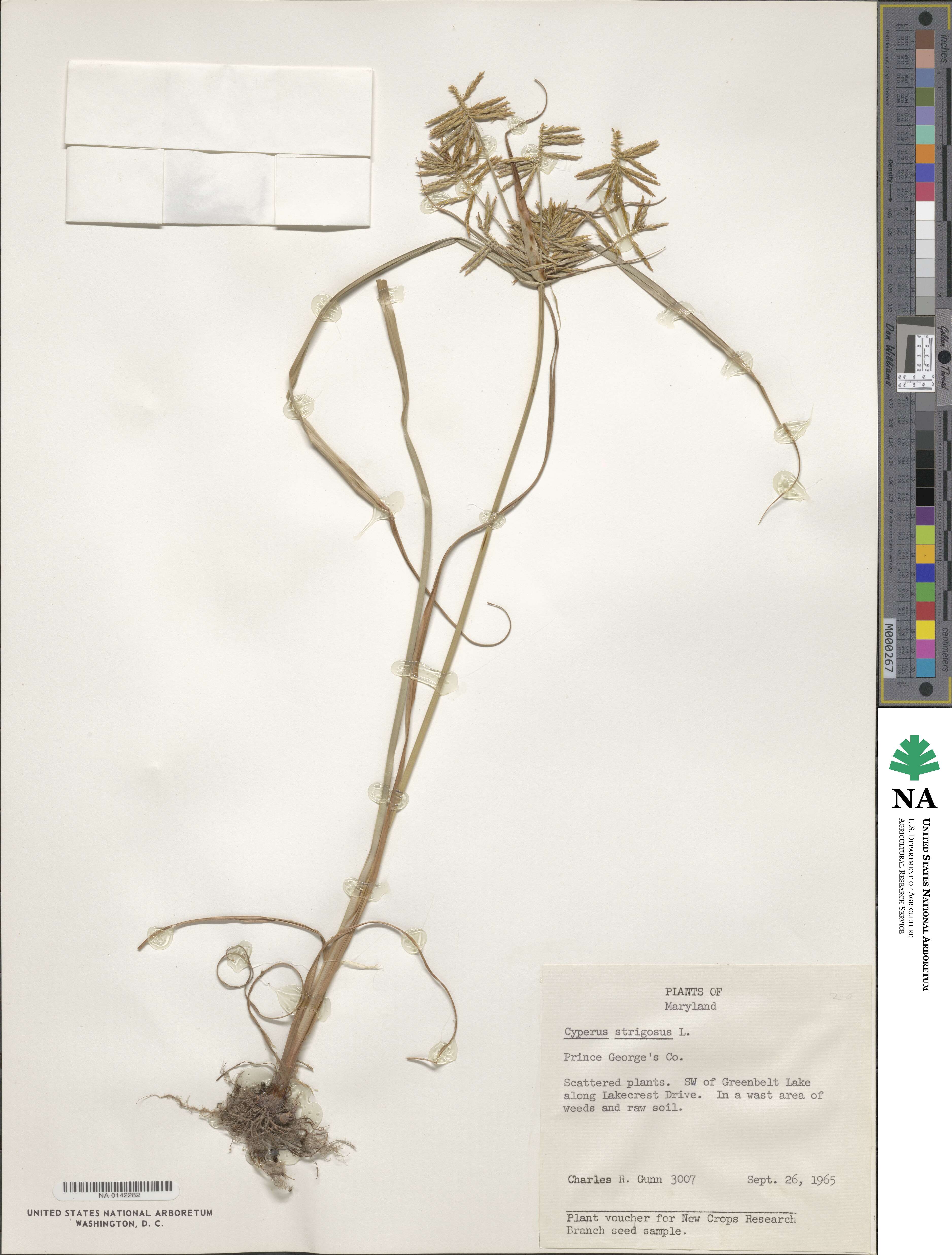 Cyperus strigosus image