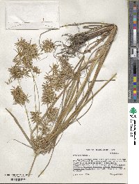 Cyperus strigosus image