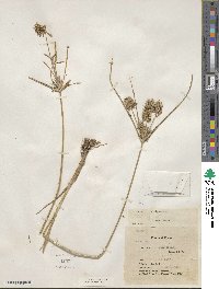 Cyperus strigosus image