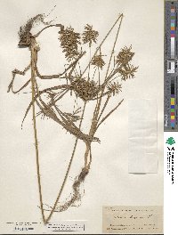 Cyperus strigosus image