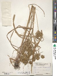 Cyperus strigosus image