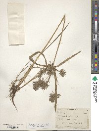 Cyperus strigosus image