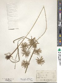 Cyperus strigosus image