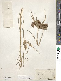 Cyperus strigosus image