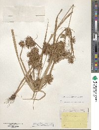 Cyperus strigosus image