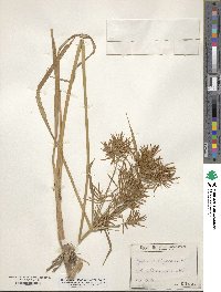 Cyperus strigosus image