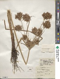 Cyperus strigosus image