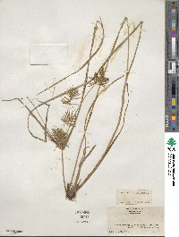 Cyperus strigosus image