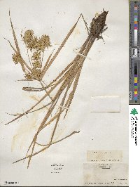 Cyperus strigosus image