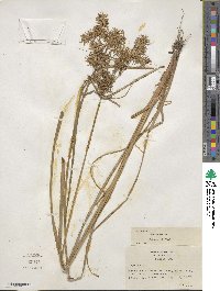 Cyperus strigosus image