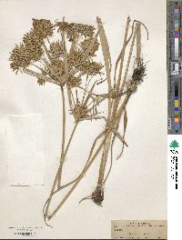 Cyperus strigosus image