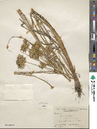 Cyperus strigosus image