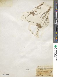 Cyperus strigosus image