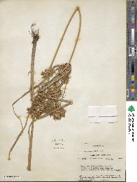 Cyperus strigosus image