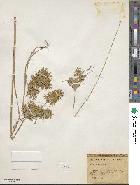 Cyperus strigosus image