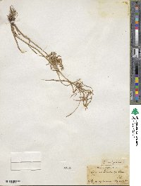 Cyperus strigosus image