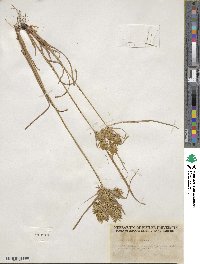 Cyperus strigosus image