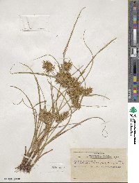 Cyperus strigosus image