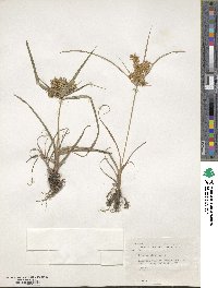 Cyperus strigosus image