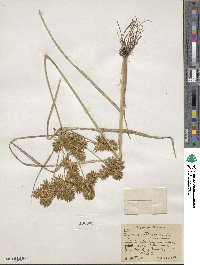 Cyperus strigosus image