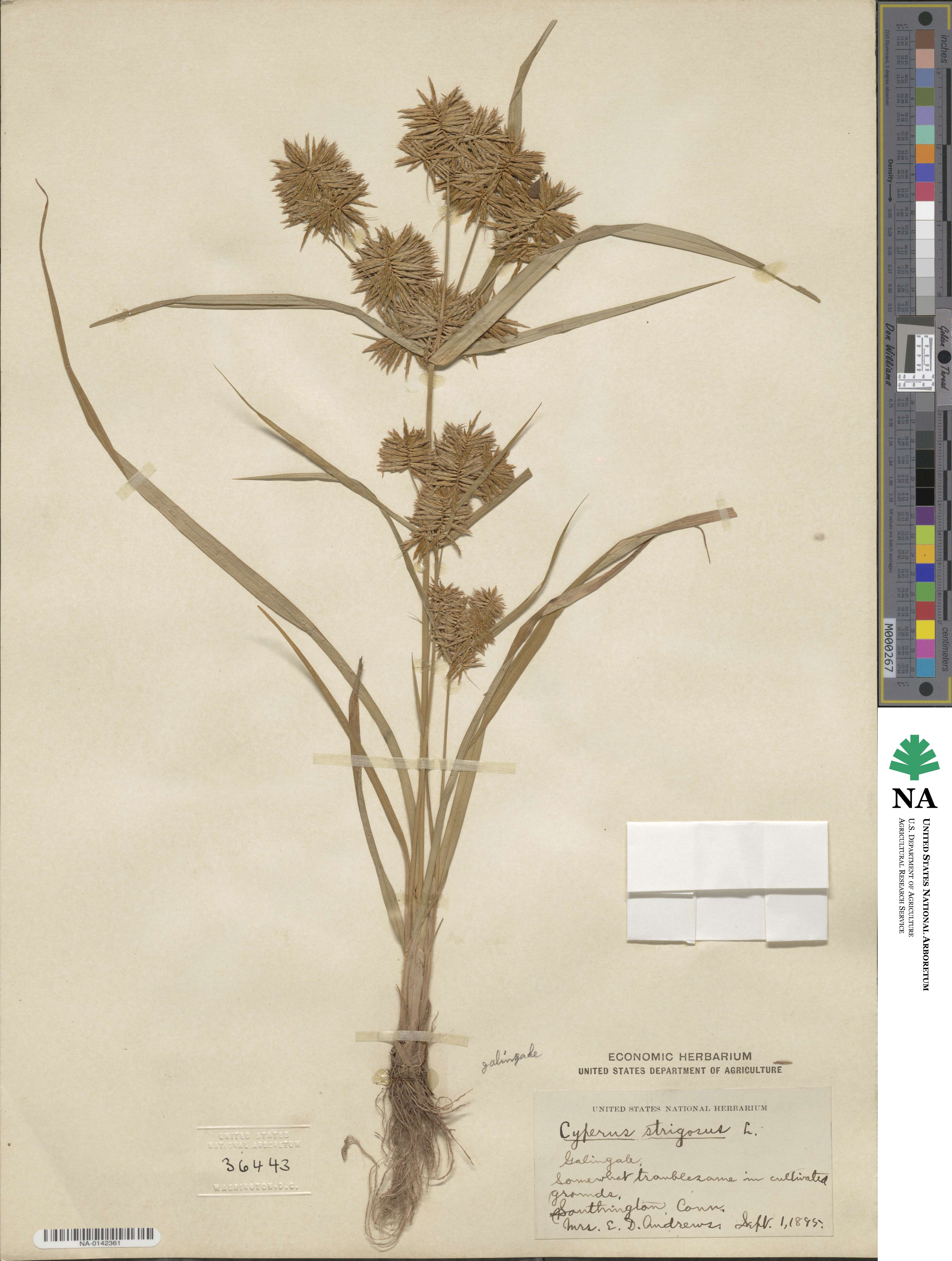 Cyperus strigosus image