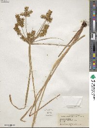 Cyperus strigosus image